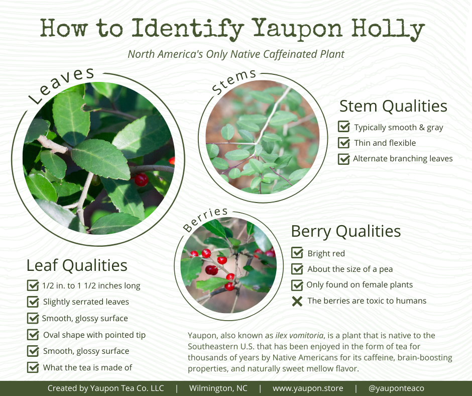 How to identify Yaupon Holly