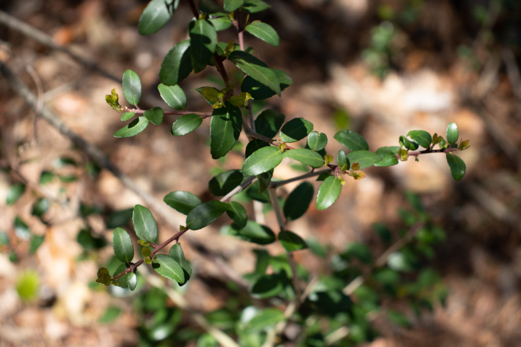 yaupon holly close up